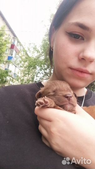 Щенки