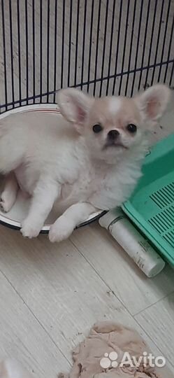 Чихуахуа мальчики