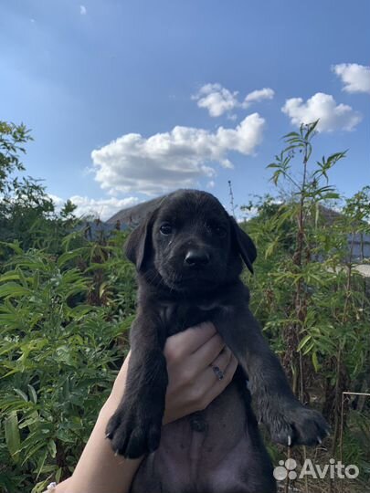 Щенки лабрадора бесплатно