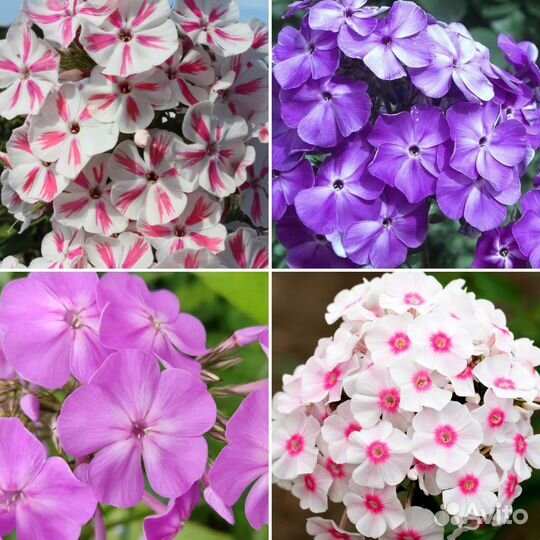 Флоксы метельчатые сортовые. Набор из 4-х штук