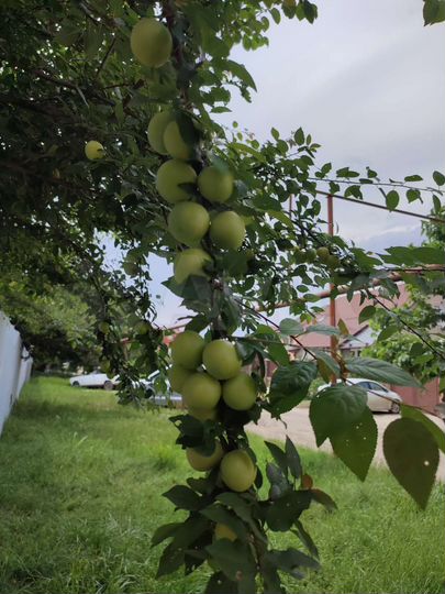 Участок 6 сот. (ИЖС)