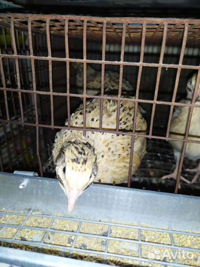 Перепела несушки