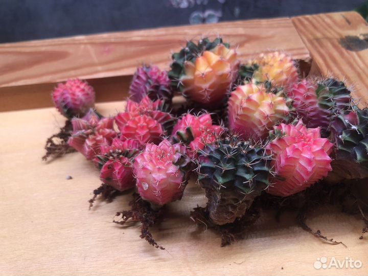 Кактус Гимнокалициум Вариегата