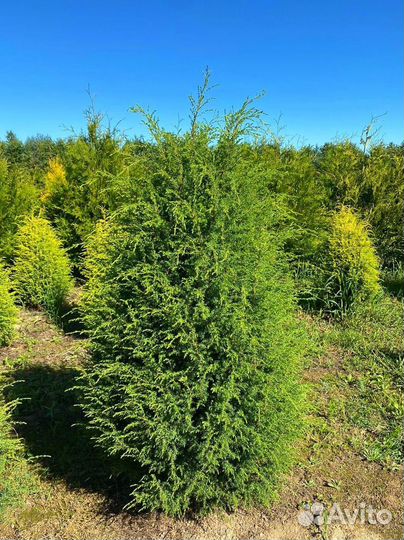 Туя Брабант ком