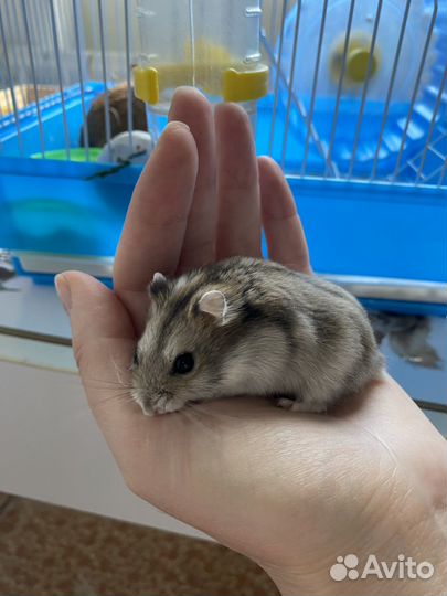 Джунгарские хомяки с клеткой