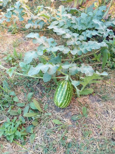 Дача 54 м² на участке 8 сот.