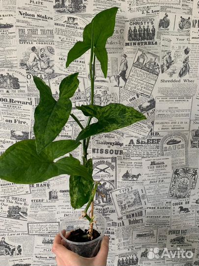 Сингониум Неон,Милк Конфетти,Мохито