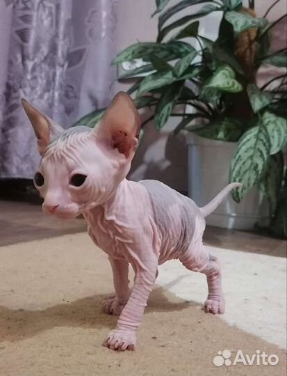 Сфинкс