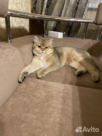 Британский кот на вязку