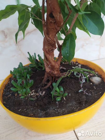 Бонсай Фикус бенджамина