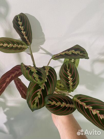 Маранта триколор