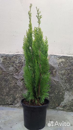 Хвойные растения