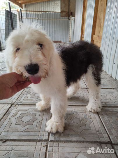 Пушистики боб