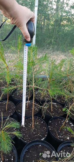 Саженцы сосны обыкновенной, зкс
