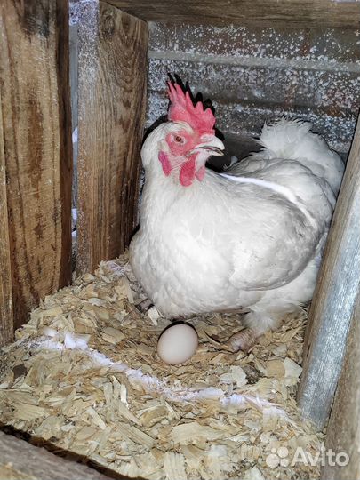 Куры бройлер Росс-308 маточное стадо