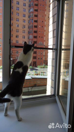 Москитная сетка антикошка