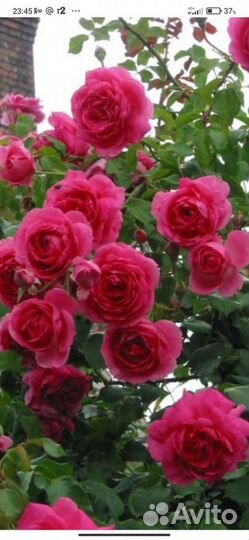 Роза Софи Лорен, Ritausma,Фламентанц, Парад