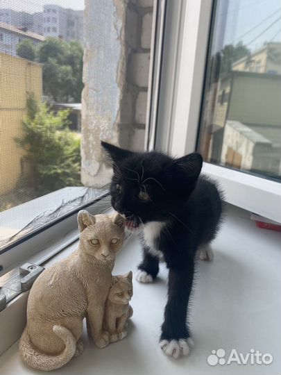 Отдам в добрые руки