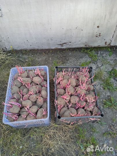 Картофель на корм животным