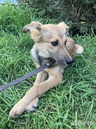 Щенок Райя в добрые руки