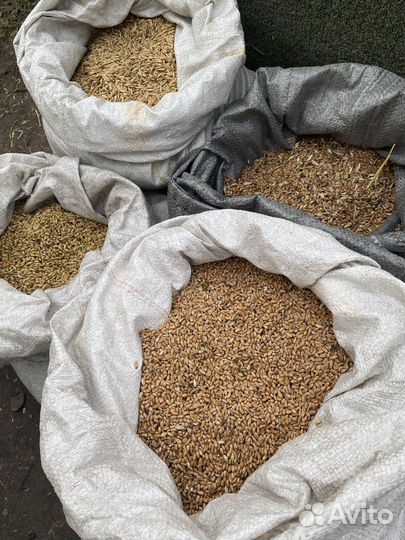 Продам зерно в мешках овес ячмень пшеница