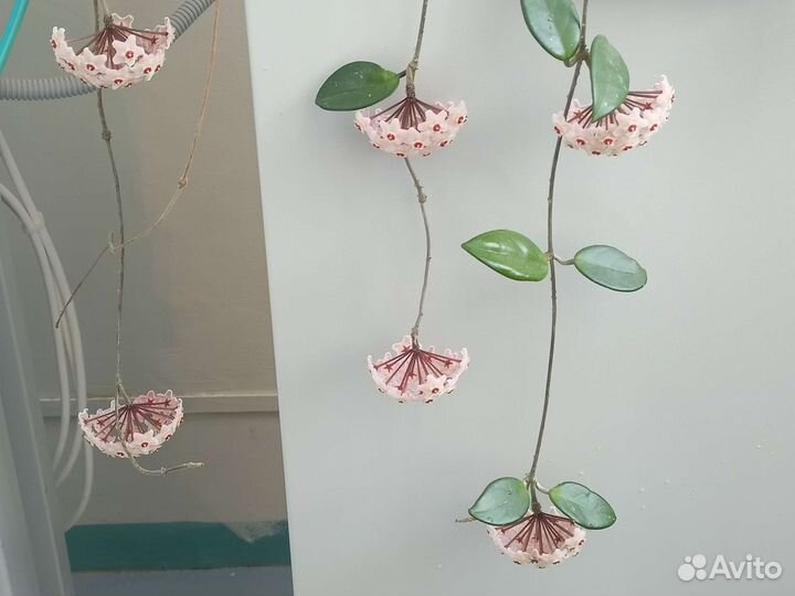 Хойя, пеперомия арбузная