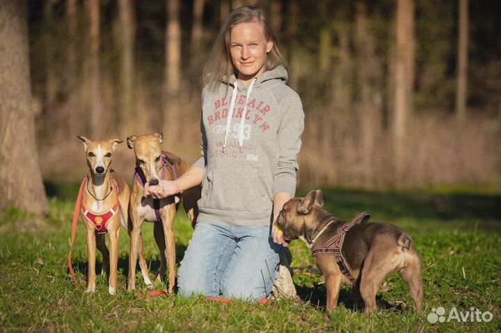 Дрессировка собак / Кинологический центр