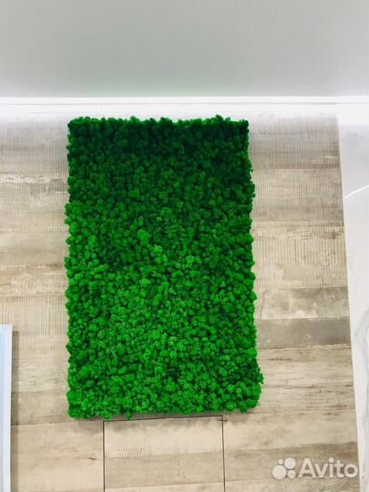 Мох стабилизированный оптом и в розницу