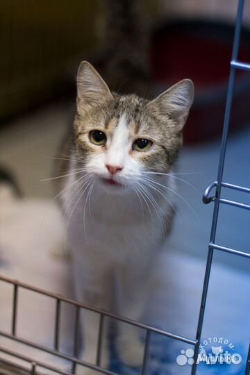 Котята подростки из приютов в добрые руки