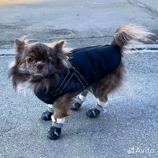 Кобель чихуахуа для вязки