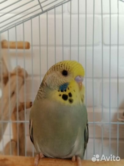 Волнистые попугаи