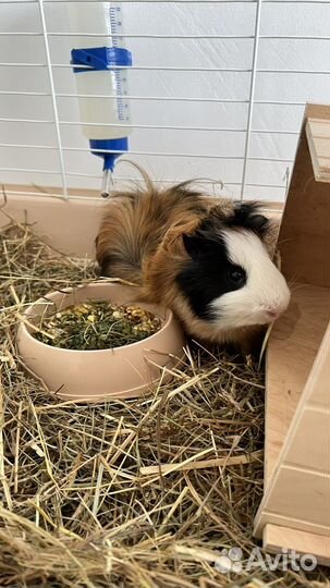 Морская свинка