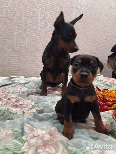 Цвергпинчер вязка