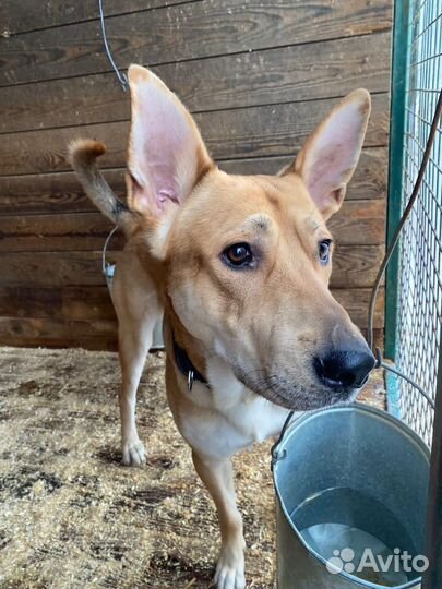 Собаки из приюта в добрые руки, помощь