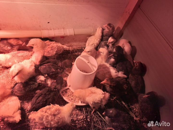 Цыплятки кур -несушек