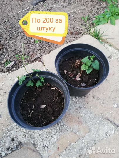 Хмель, саженцы