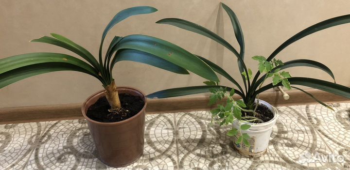 Комнатные цветы