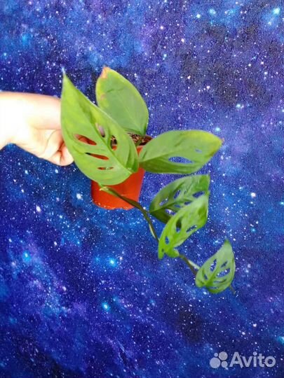 Сингониумы