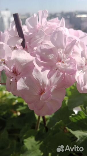 Герань пеларгония