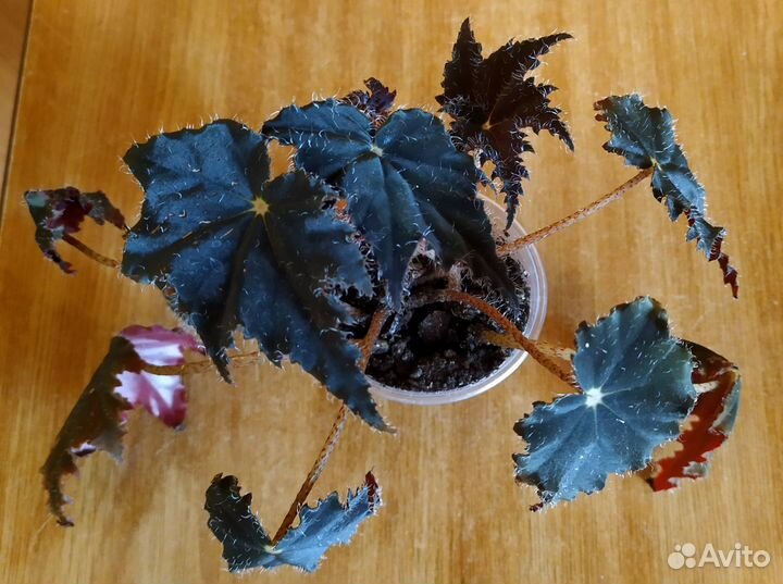 Бегония. Оксалис. Пеперомия