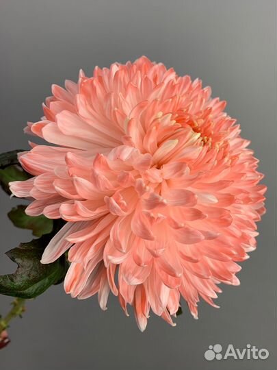 Хризантема одноголовая, букеты из хризантем