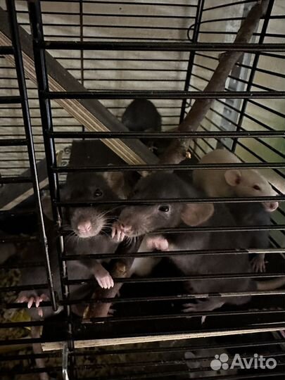 Декоративная крыса