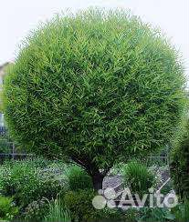 Ива шаровидная