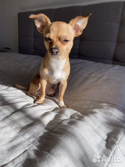 Вязка улыбающийся чихуахуа кобель породистый