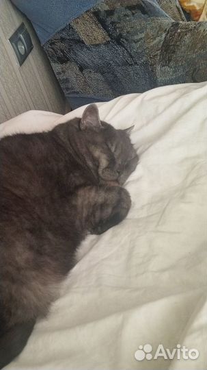 Отдам в добрые руки