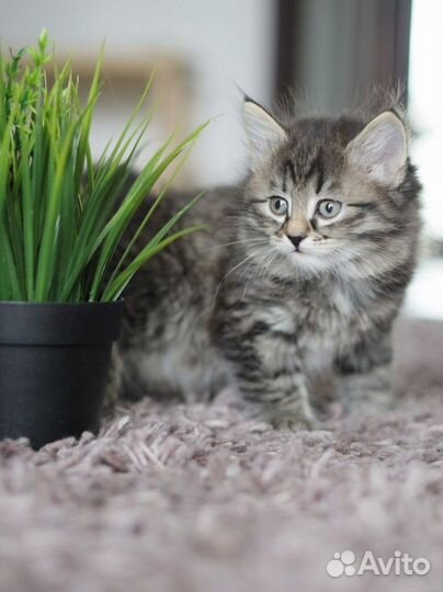 Сибирские котята