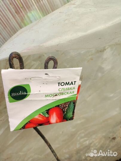 Рассада помидор и перцев, баклажан