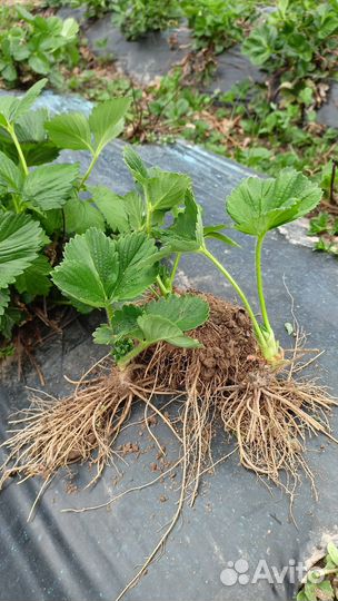 Продам рассаду клубники