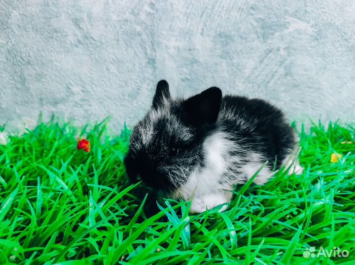 Карликовый кролик - лучший подарок для ребенка