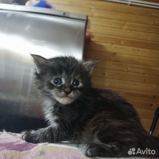 Котята мейн-кун